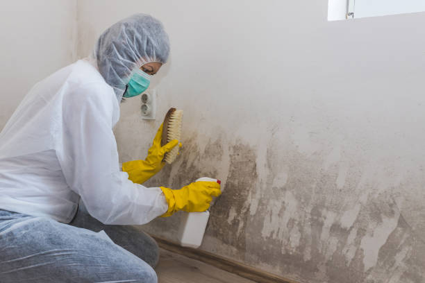Mold Testing and Removal in Adelanto, CA