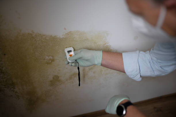 Best Mold Testing  in Adelanto, CA