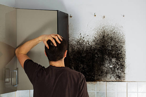 Mold Removal Process in Adelanto, CA