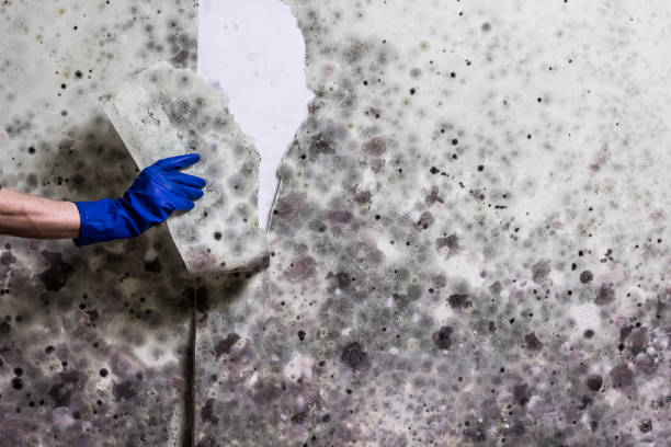 Best Mold Remediation  in Adelanto, CA