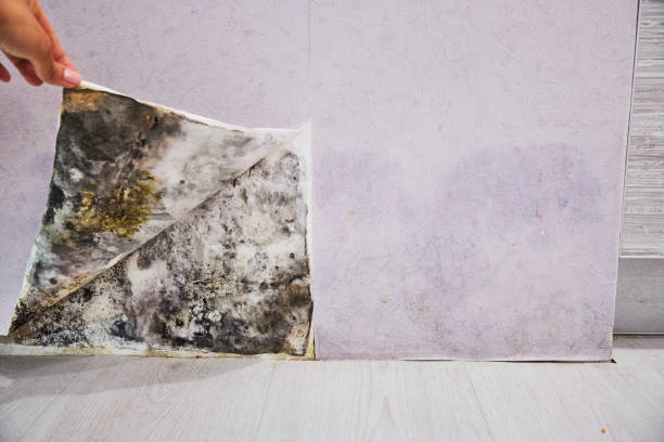 Best Attic Mold Removal  in Adelanto, CA
